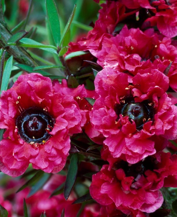 Extrato de Manuka em cosméticos Extrato da folha de Leptospermum scoparium