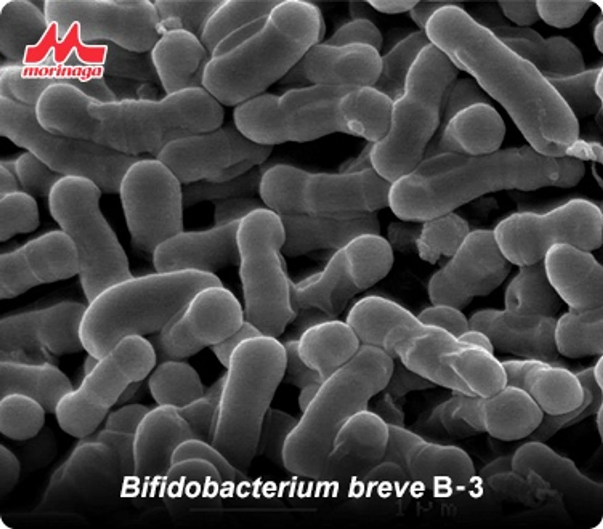 Benefícios dos probióticos no tratamento da rosácea